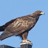 12SB4846 Red-tailed Hawk